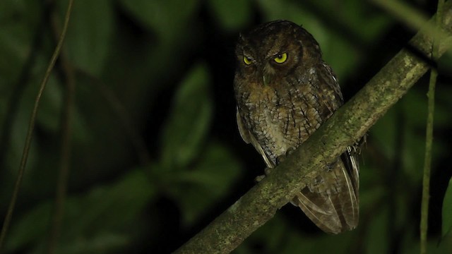 Tropical Screech-Owl - ML480649