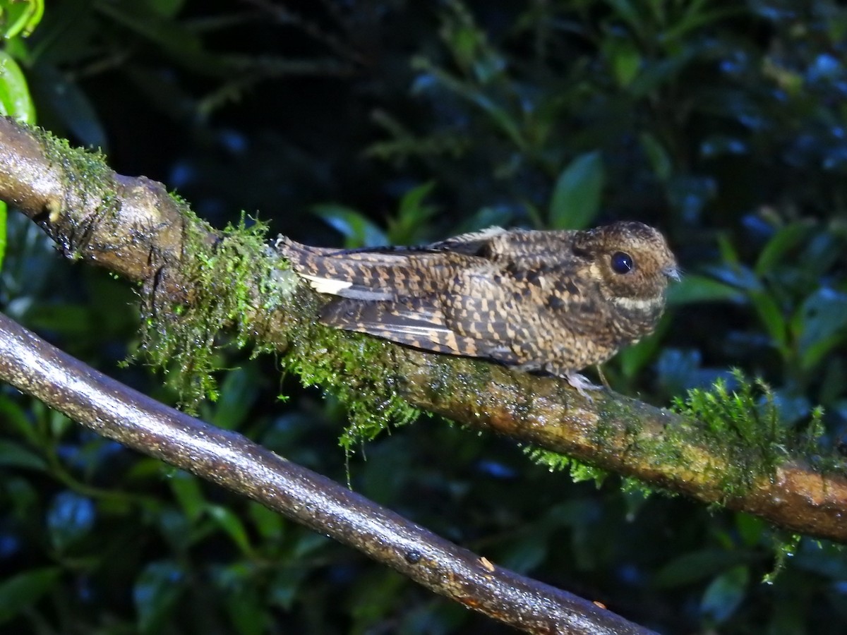 Dusky Nightjar - ML480649791