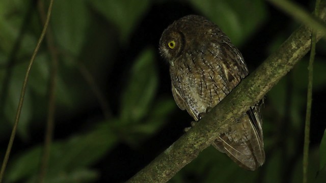 Tropical Screech-Owl - ML480650