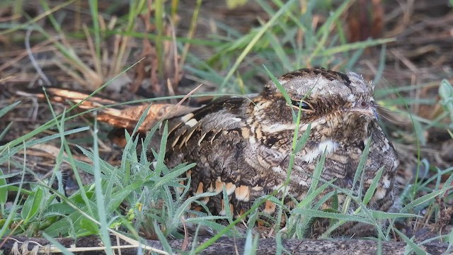 Indian Nightjar - ML480650731