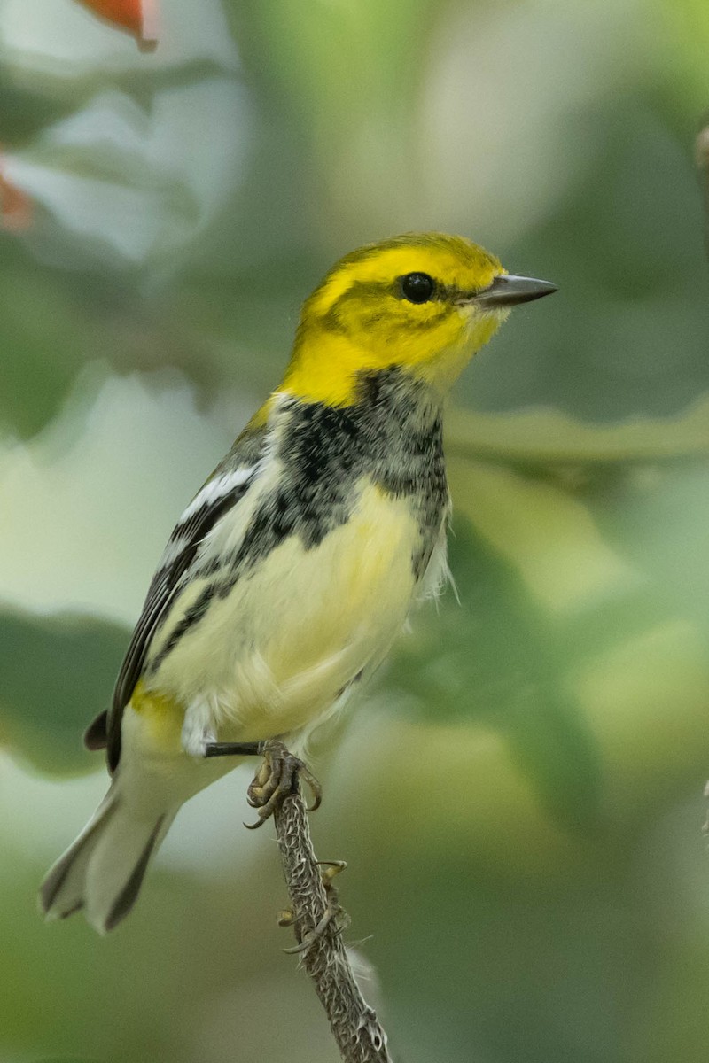 Black-throated Green Warbler - ML480650761