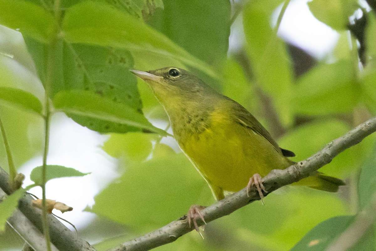 Mourning Warbler - County Lister Brendan