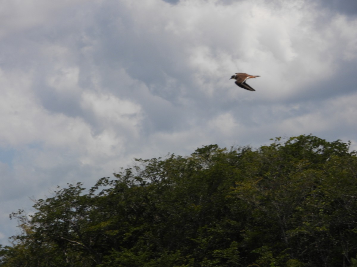 Killdeer - ML480651131