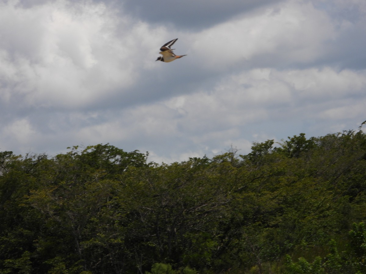 Killdeer - Mark Penkower