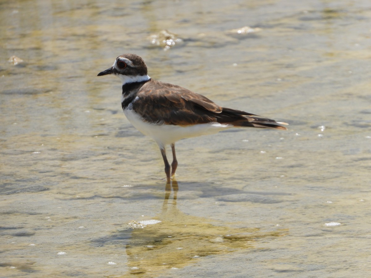 Killdeer - ML480651151