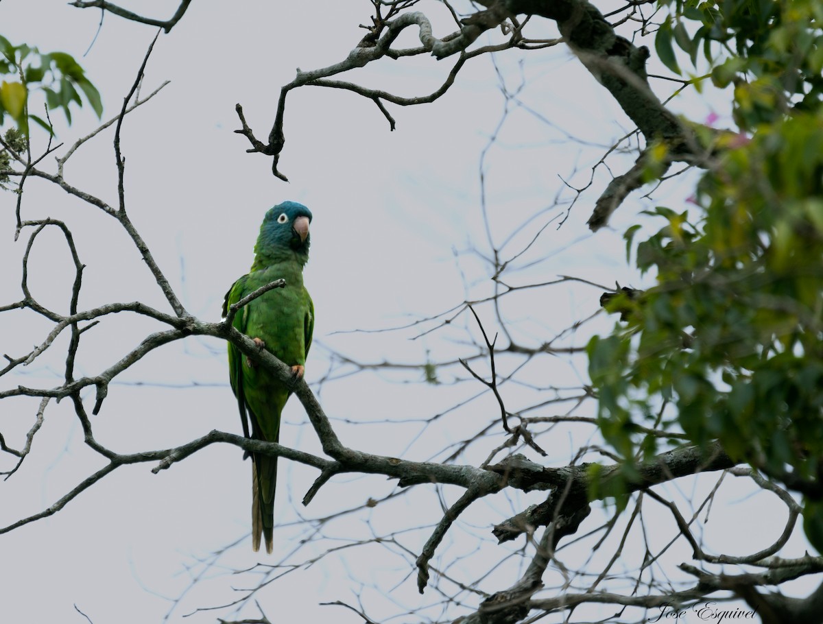 Blue-crowned Parakeet - ML480651511