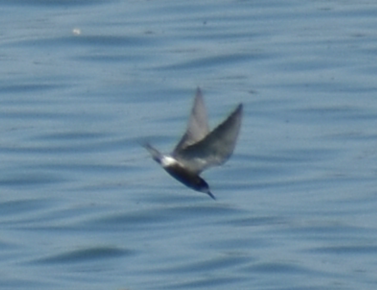 Хилэн хараалай - ML480651721