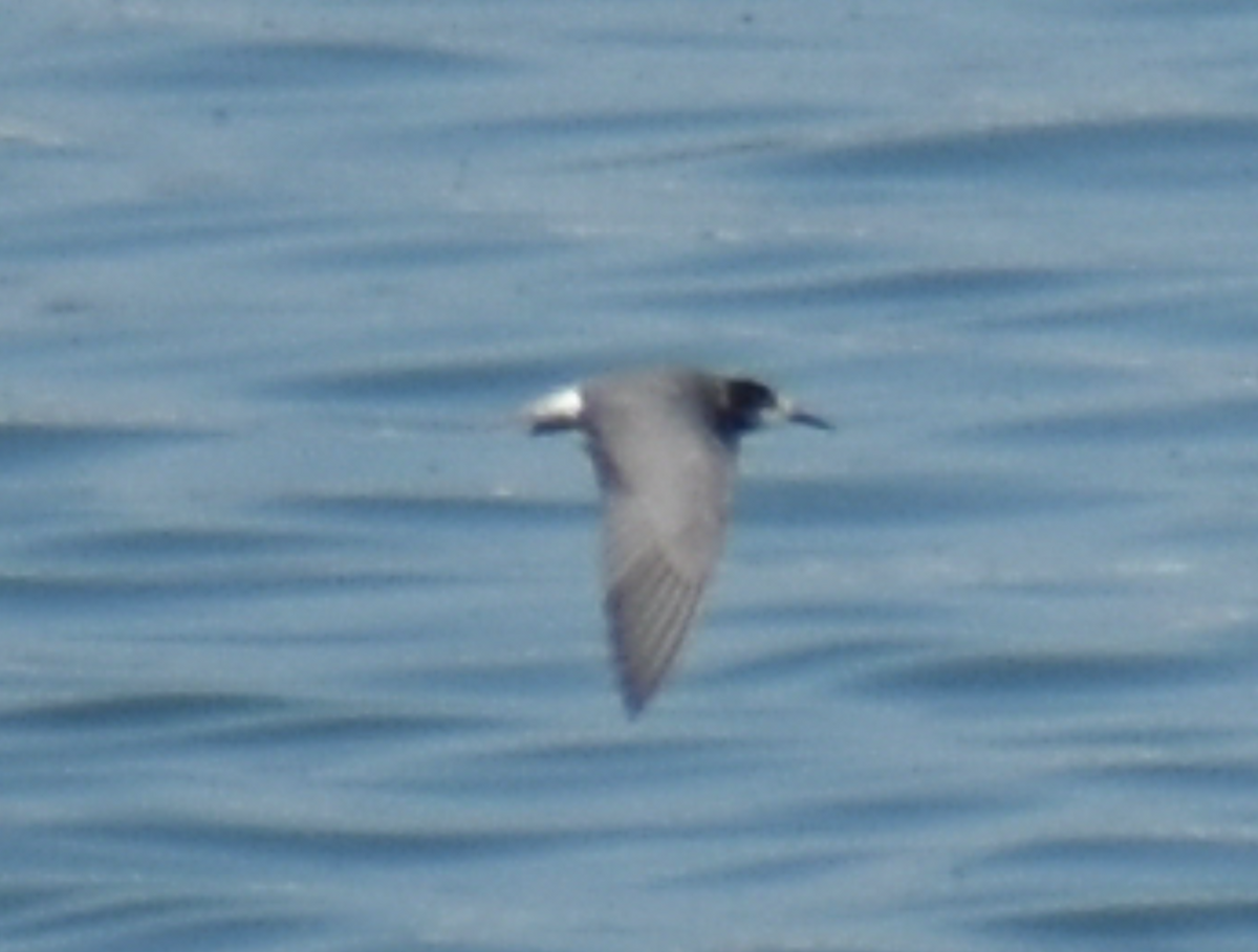 Хилэн хараалай - ML480651731