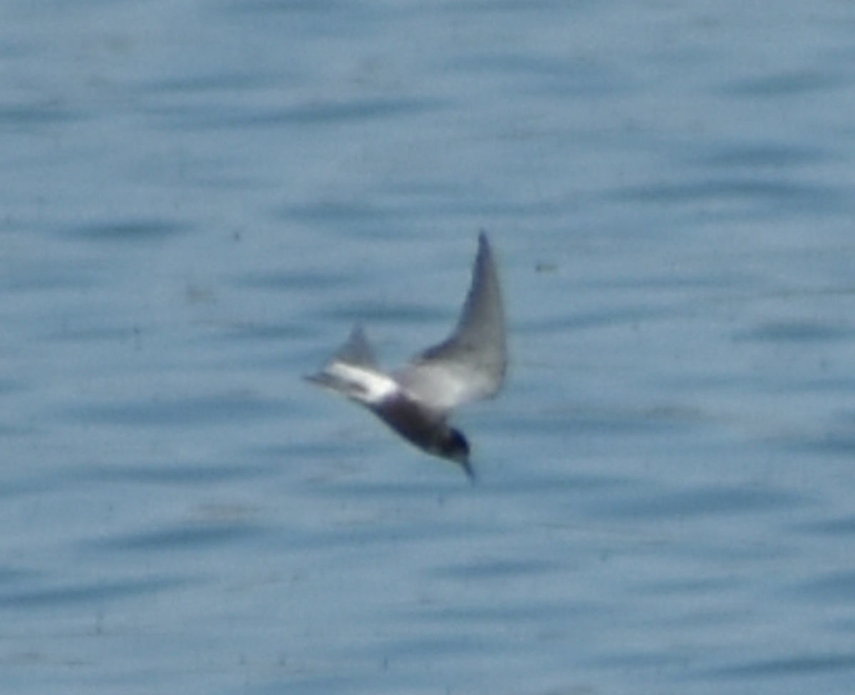 Хилэн хараалай - ML480651741