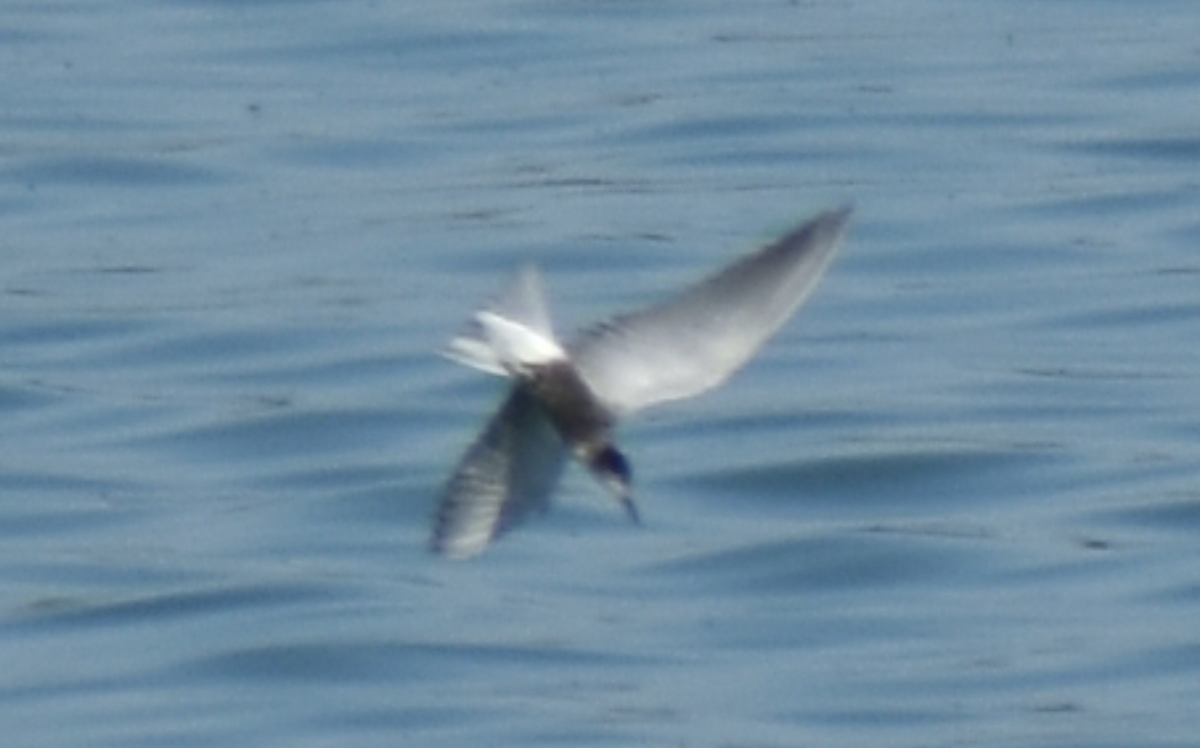 Хилэн хараалай - ML480651751