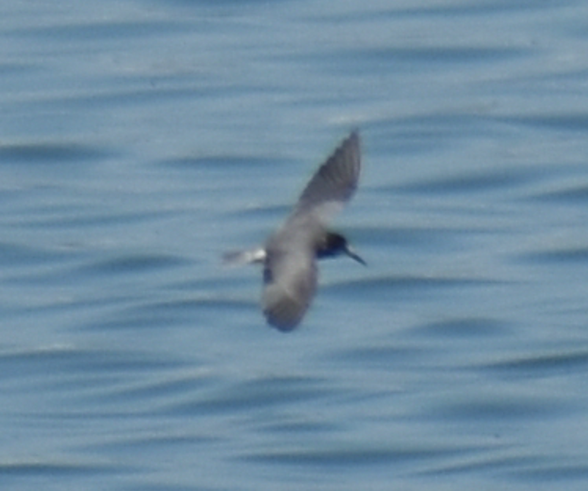 Хилэн хараалай - ML480651761