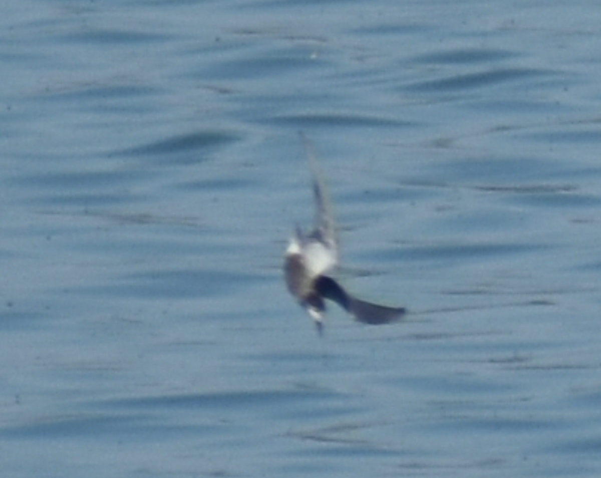 Хилэн хараалай - ML480651771