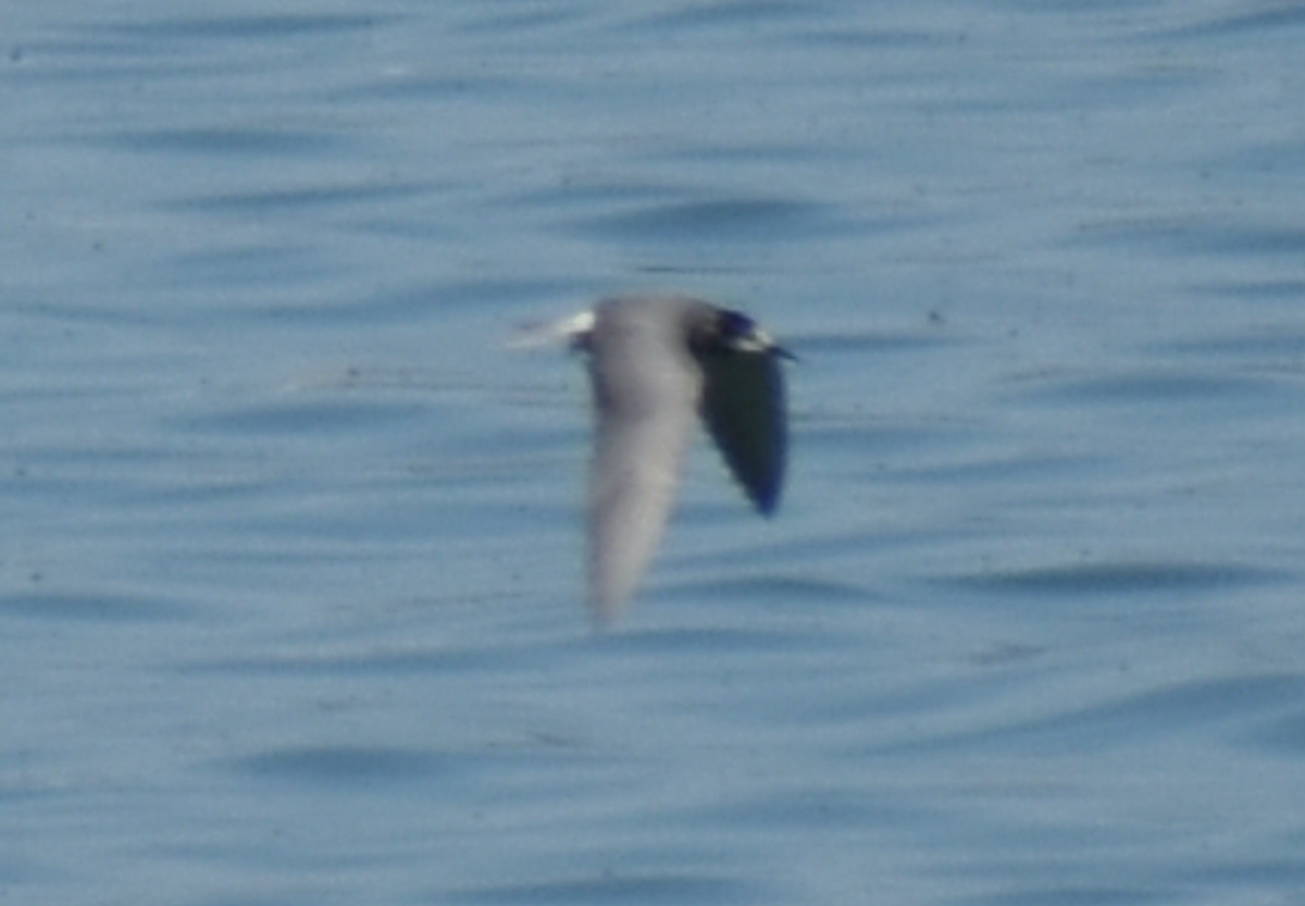 Хилэн хараалай - ML480651781