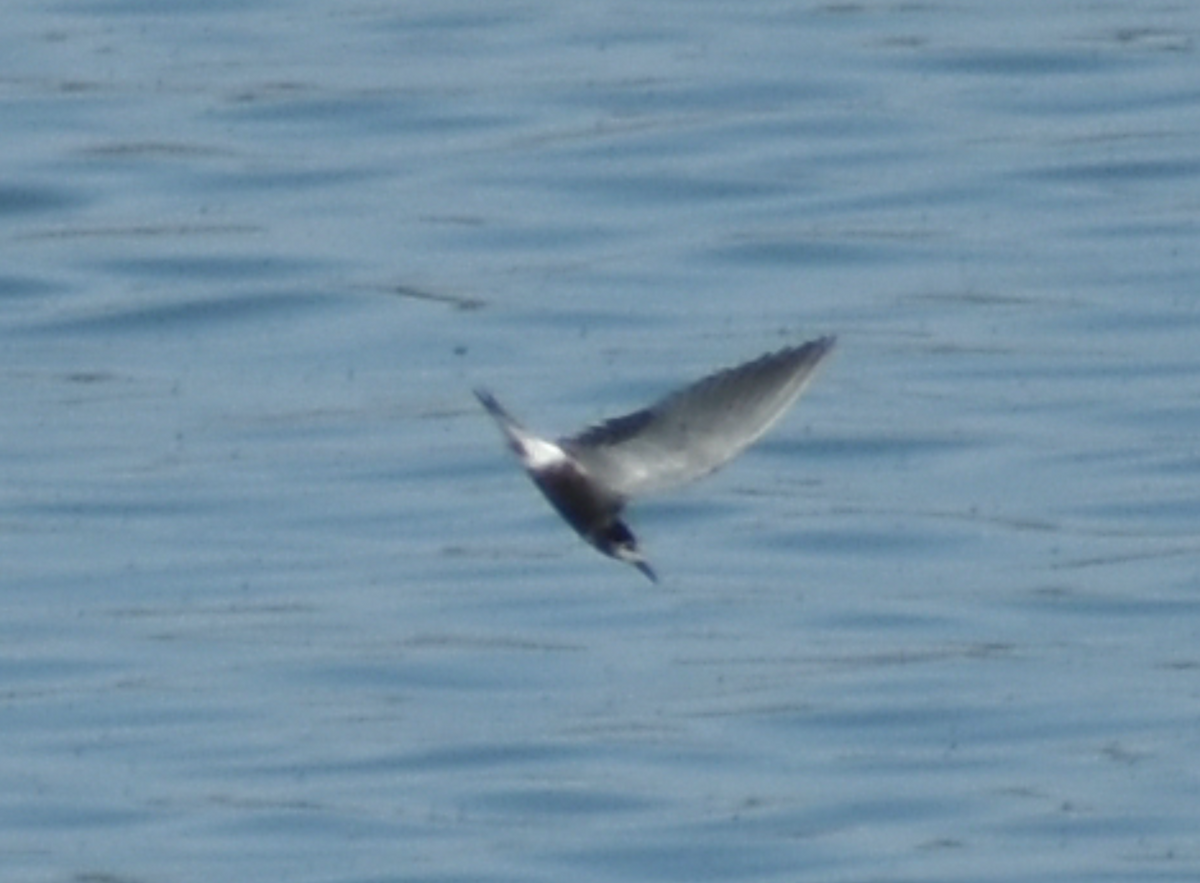 Хилэн хараалай - ML480651791