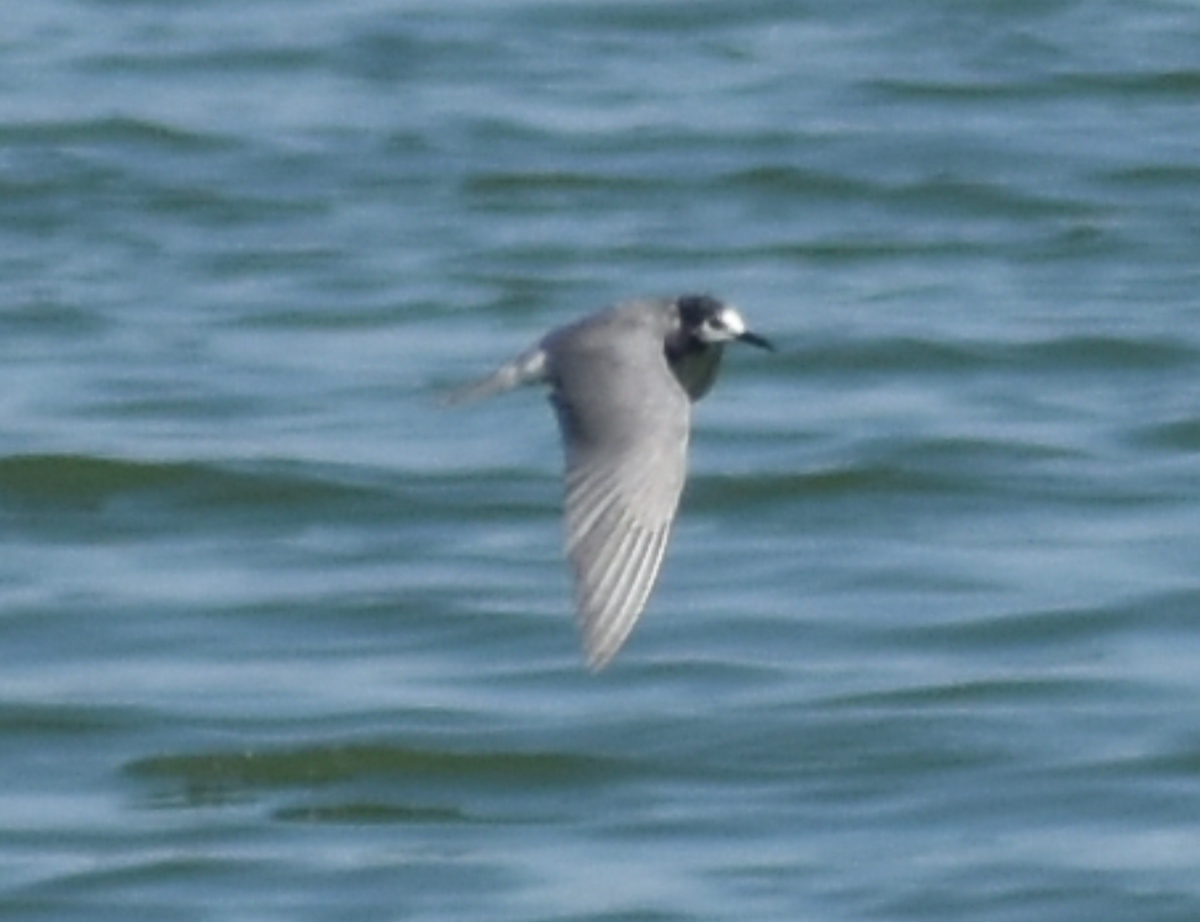 Хилэн хараалай - ML480651801