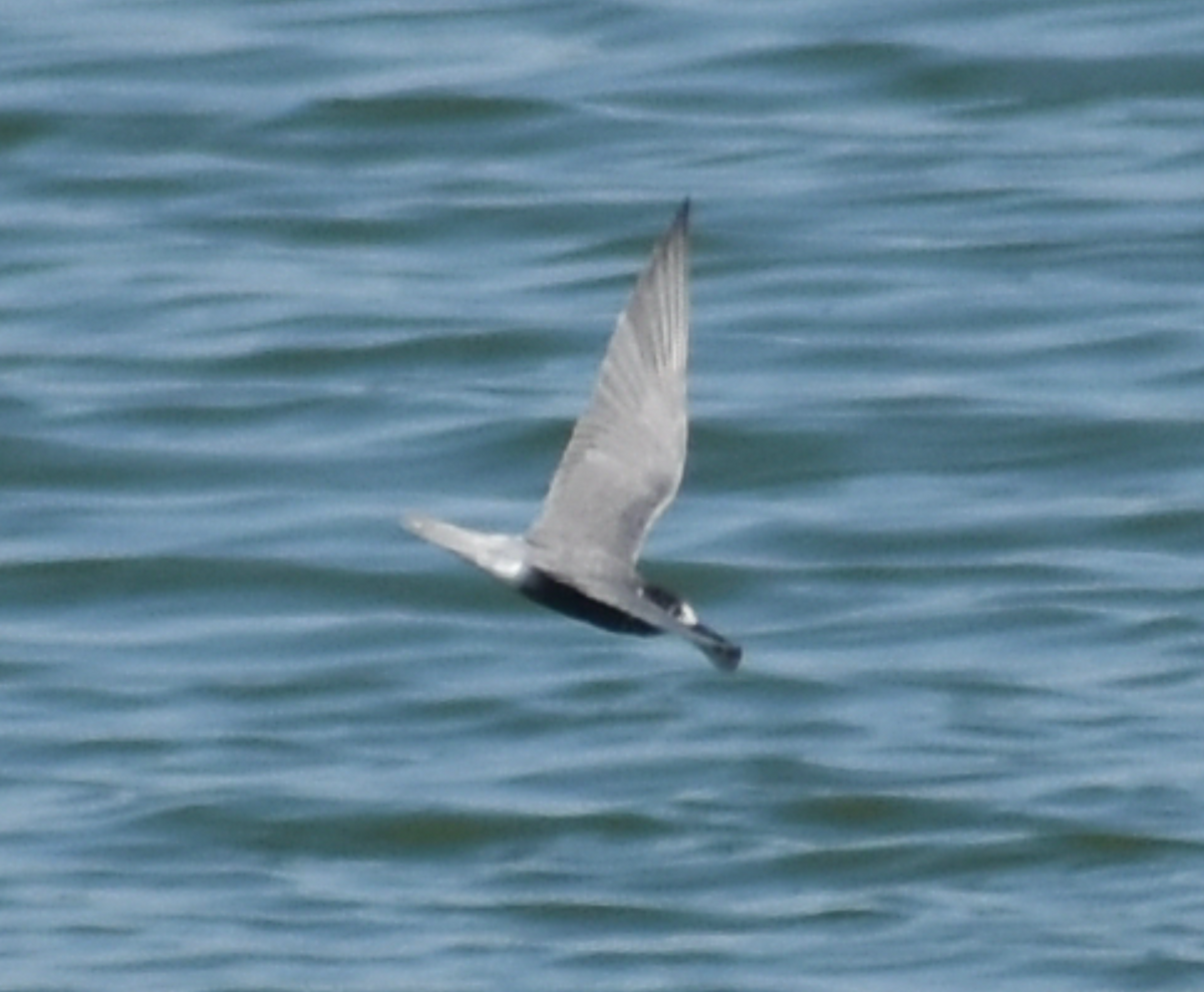 Хилэн хараалай - ML480651821