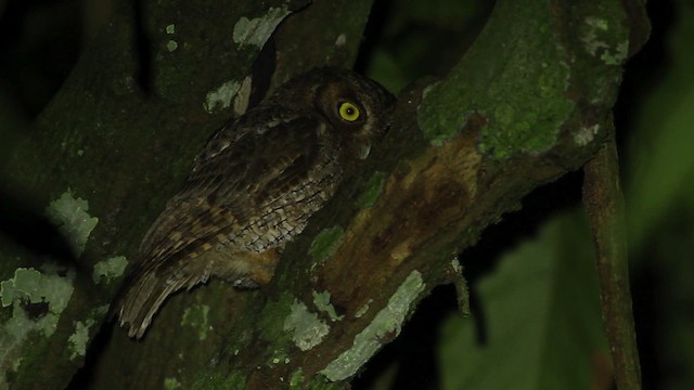 Tropical Screech-Owl - ML480652
