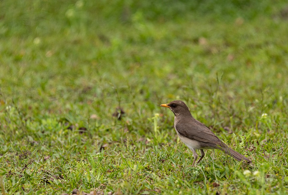 Creamy-bellied Thrush - ML480653121