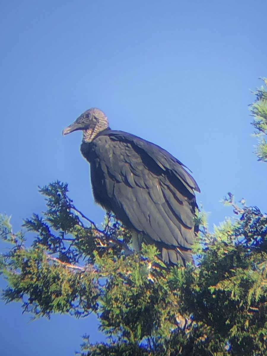 Black Vulture - ML480653421