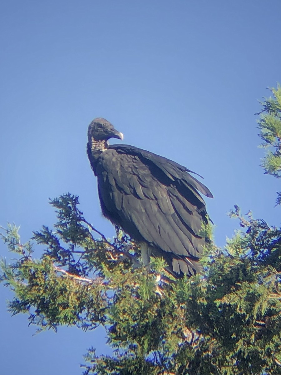 Black Vulture - ML480653431