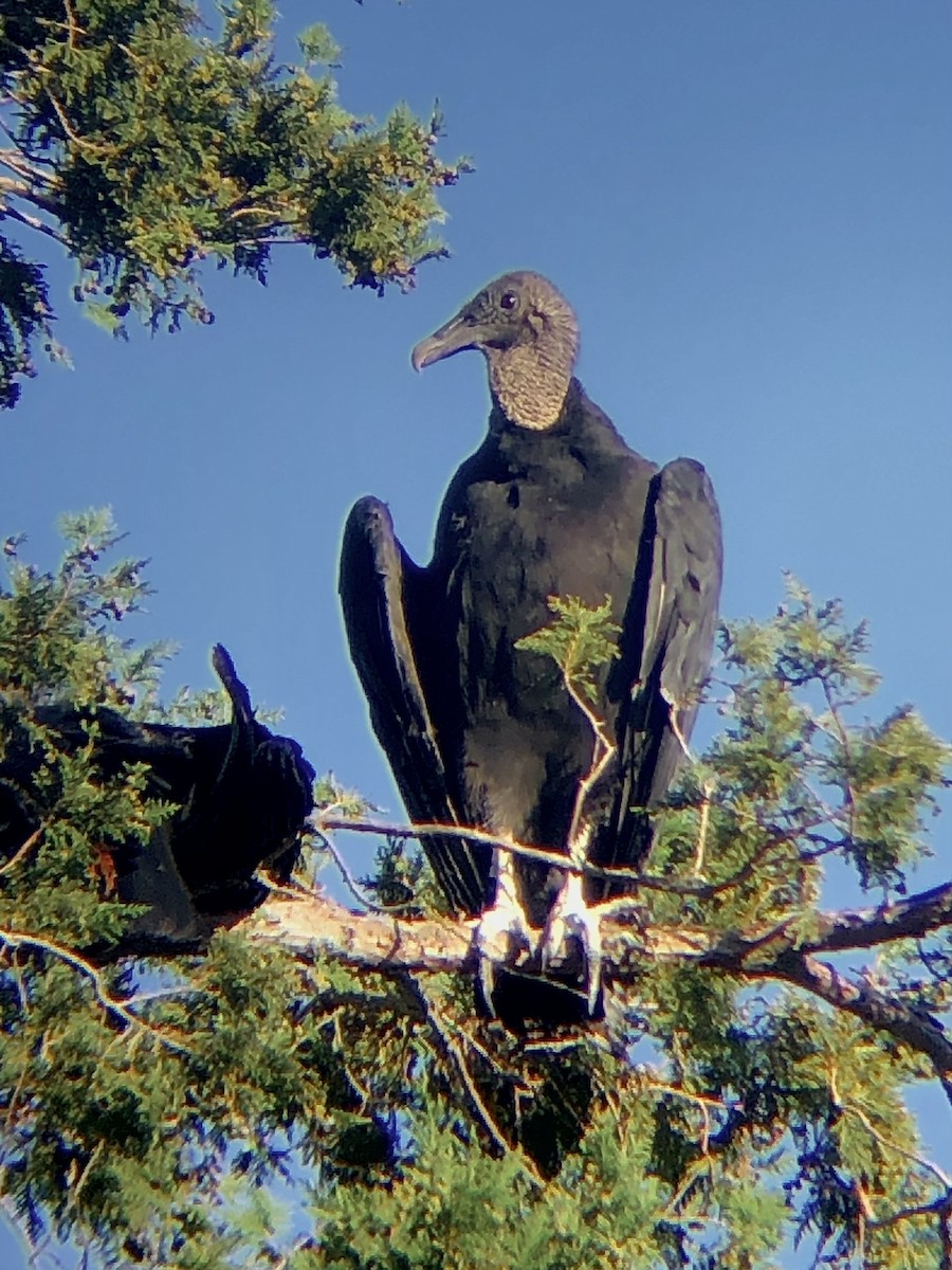 Black Vulture - ML480653491