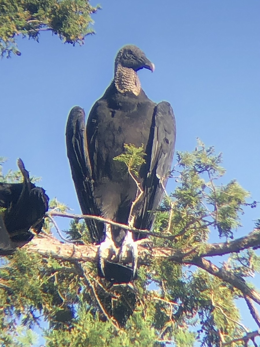 Black Vulture - ML480653501