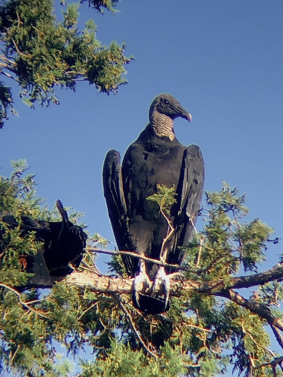 Black Vulture - ML480653511