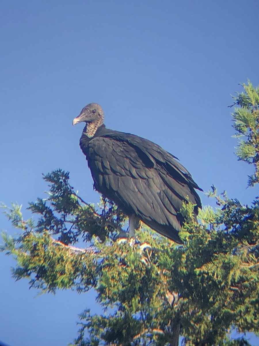 Black Vulture - ML480653561