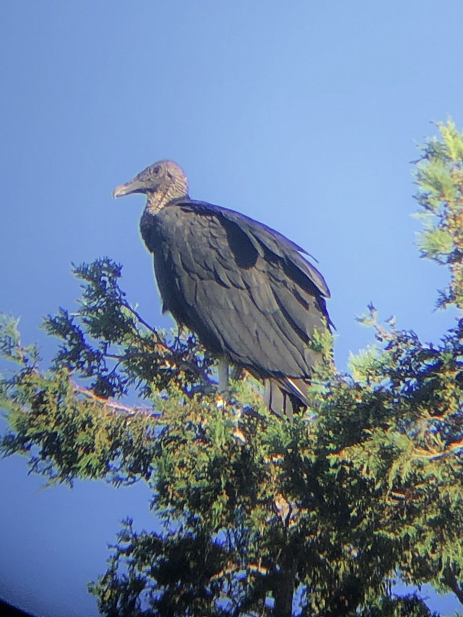 Black Vulture - ML480653571