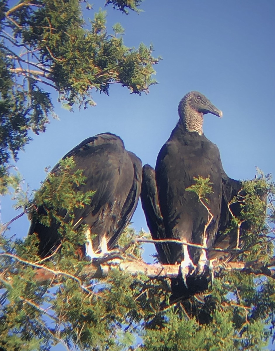 Black Vulture - ML480653581