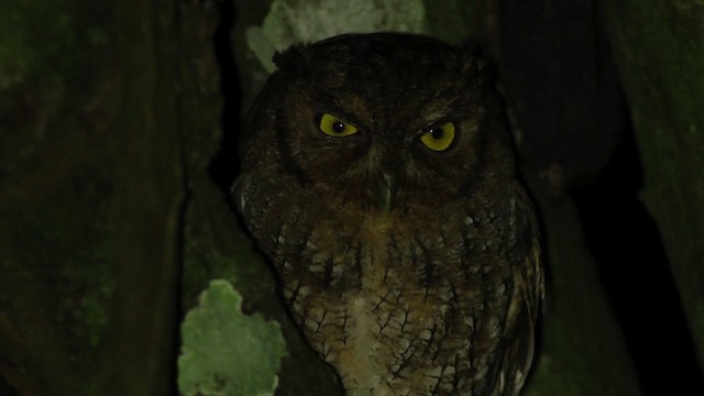 Tropical Screech-Owl - ML480654