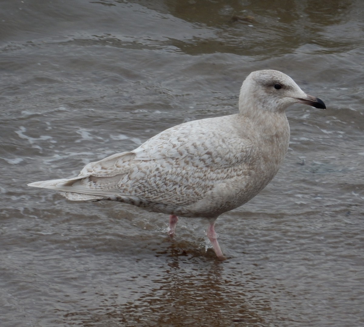 Iceland Gull (kumlieni/glaucoides) - ML48065401