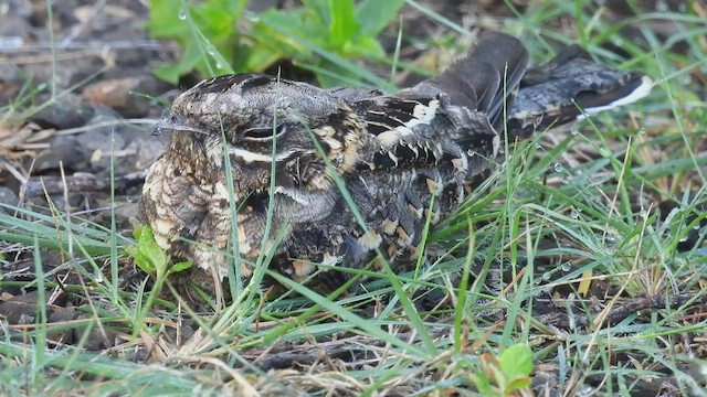 Indian Nightjar - ML480654611