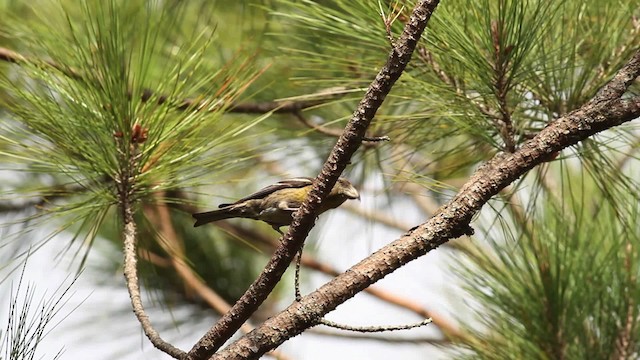 Hispaniolan Crossbill - ML480655