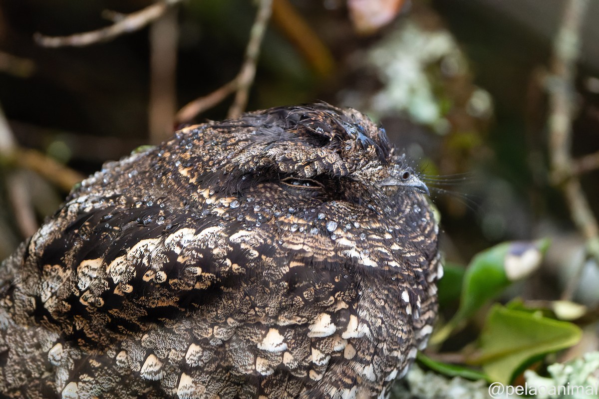 Band-winged Nightjar - ML480655591