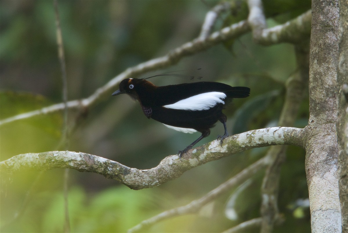 Bronze Parotia - Tim Laman