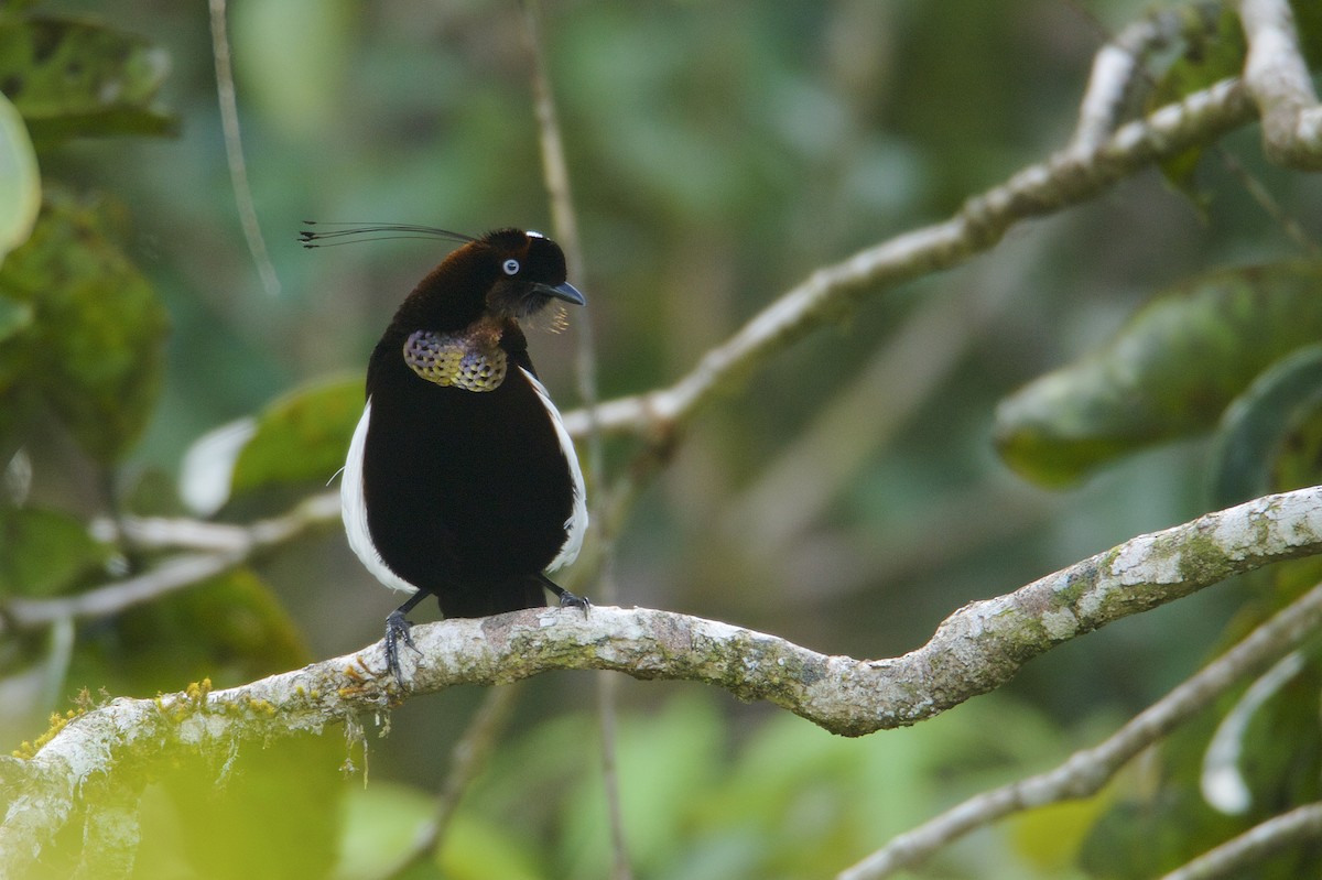 Bronze Parotia - Tim Laman