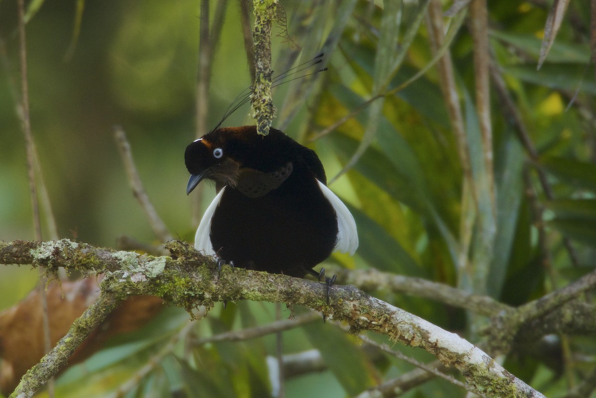 Bronze Parotia - Tim Laman