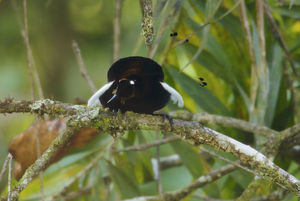 Bronze Parotia - ML48065601