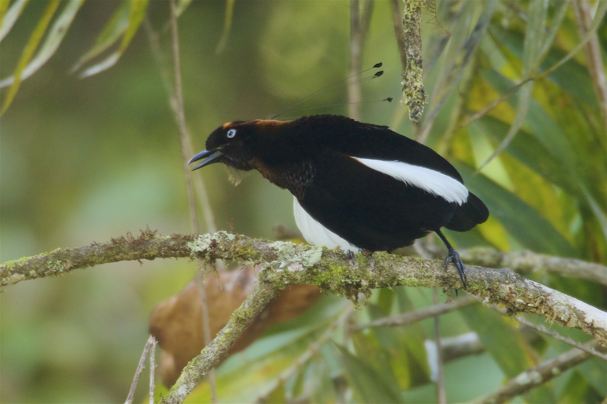 Bronze Parotia - ML48065621