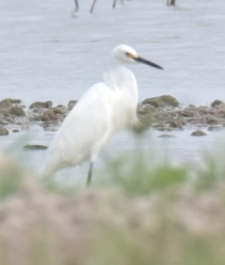 Snowy Egret - Kenneth  Thompson