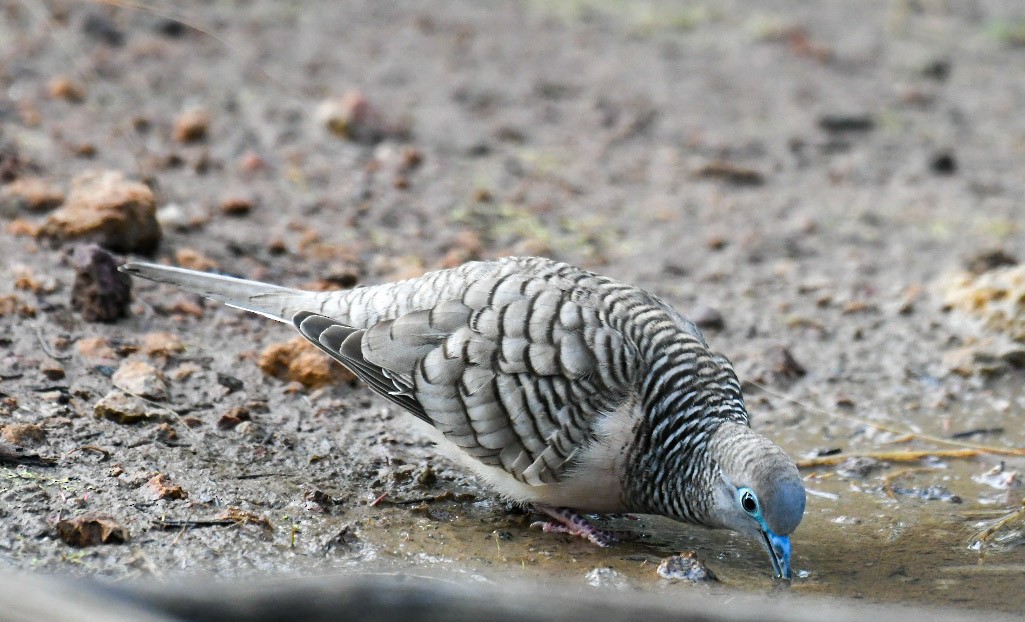 Peaceful Dove - David King