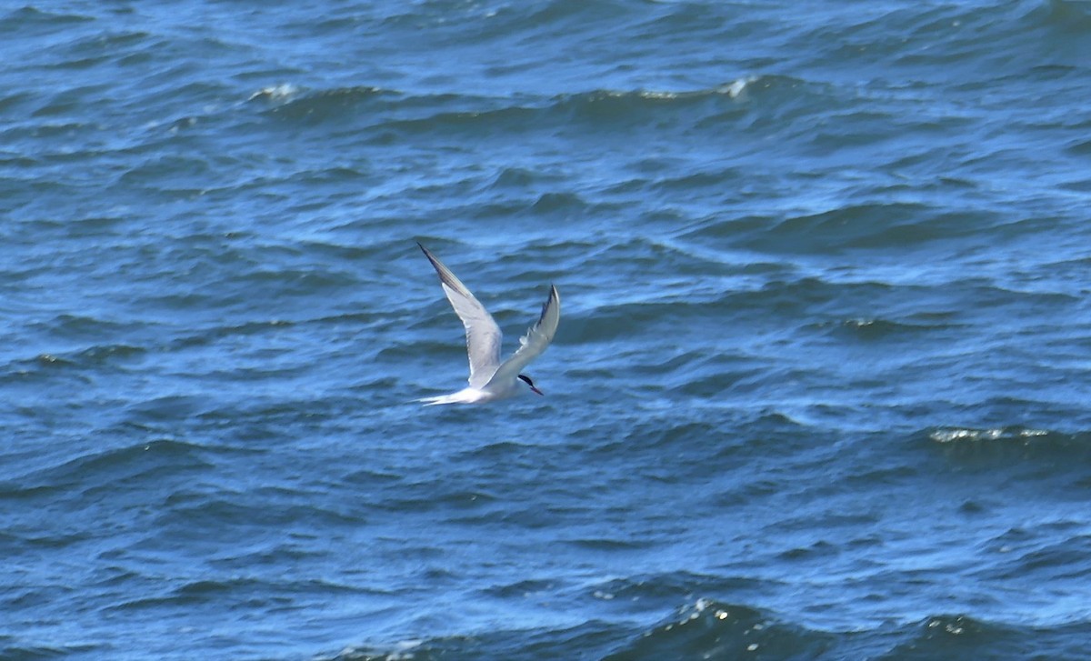 Common Tern - ML480656931