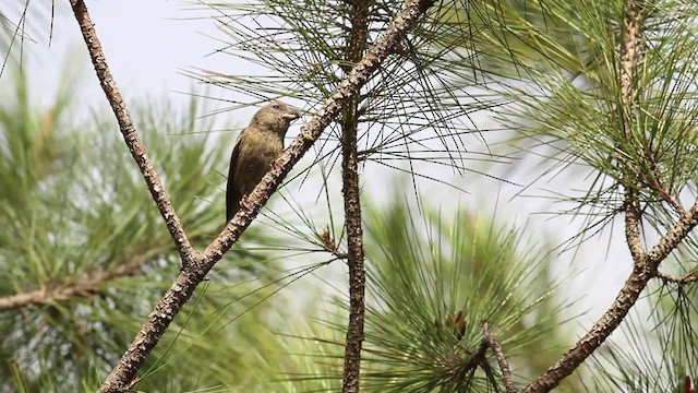 Hispaniolan Crossbill - ML480657