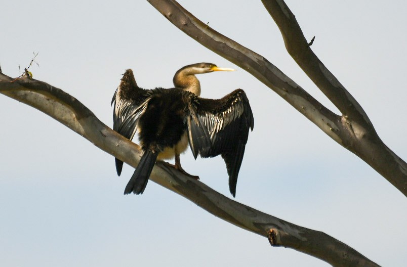 Australasian Darter - ML480657191