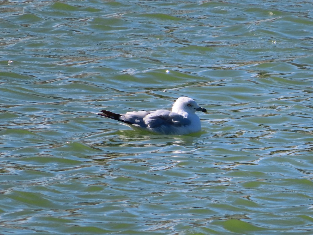 Gaviota de Delaware - ML480657671