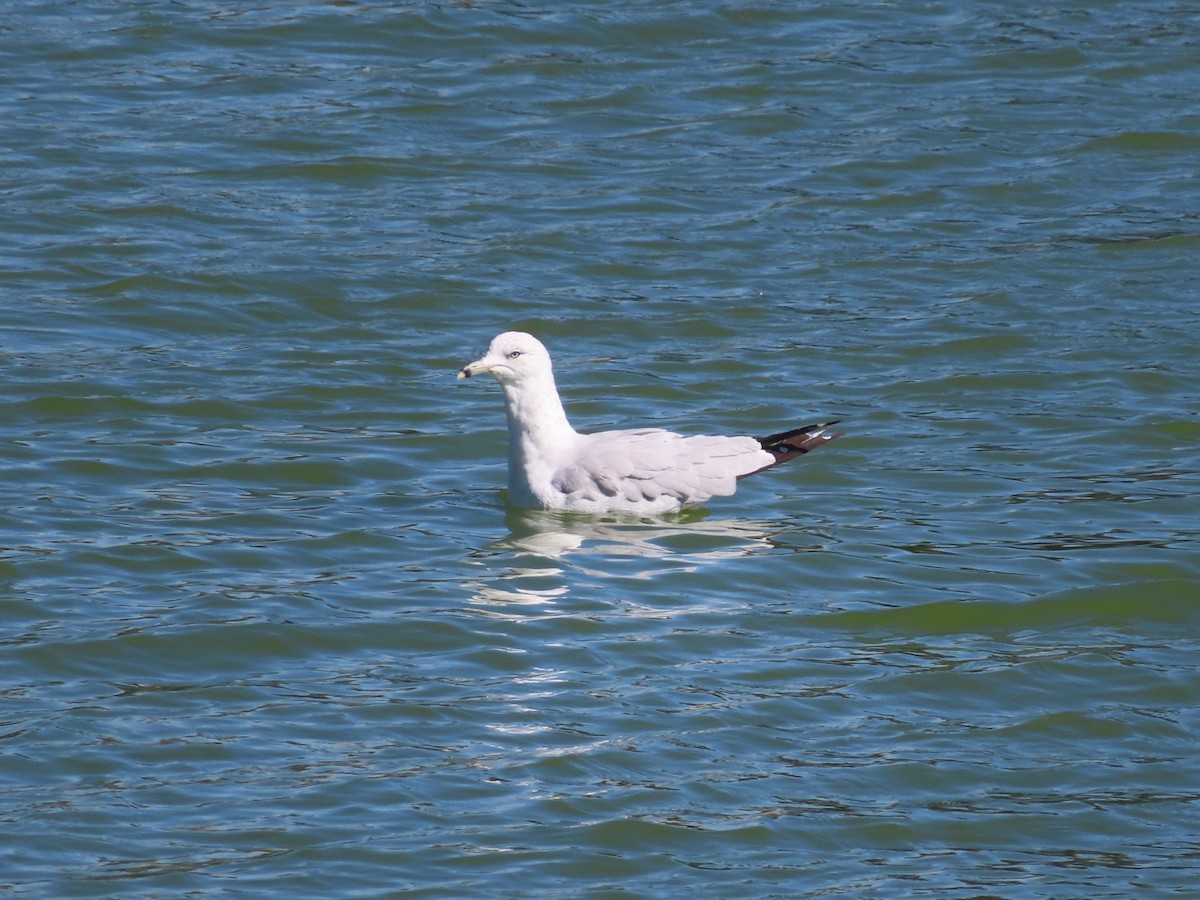 Gaviota de Delaware - ML480657711