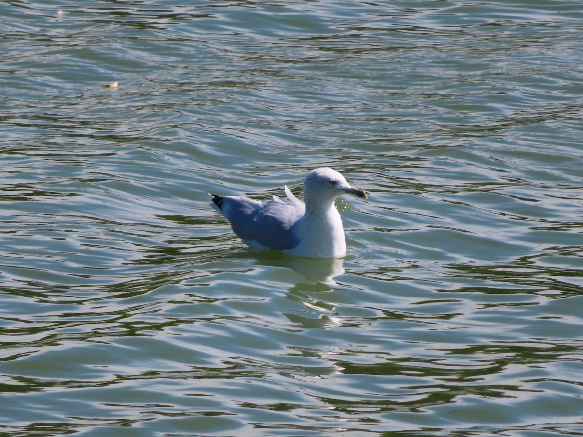 Gaviota de Delaware - ML480657801