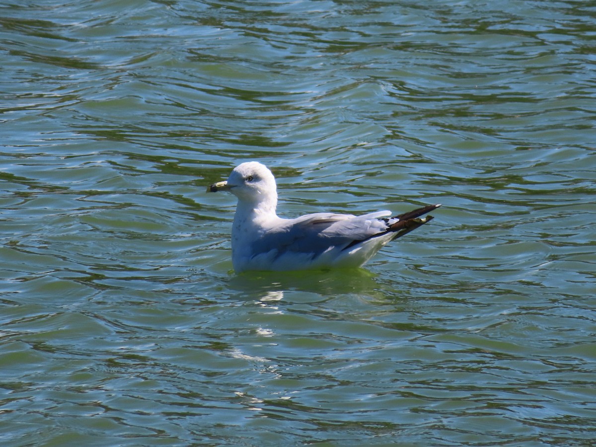 Gaviota de Delaware - ML480657881