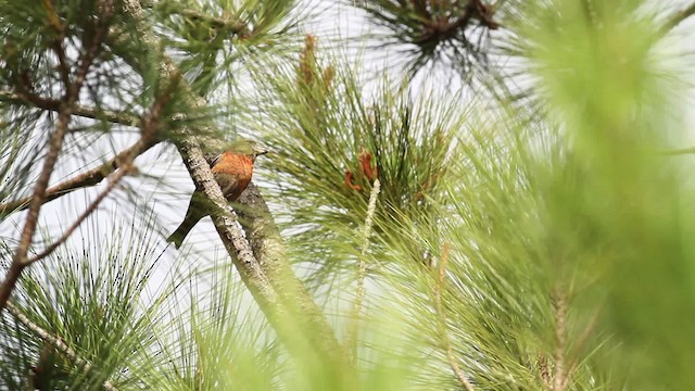 Hispaniolan Crossbill - ML480658